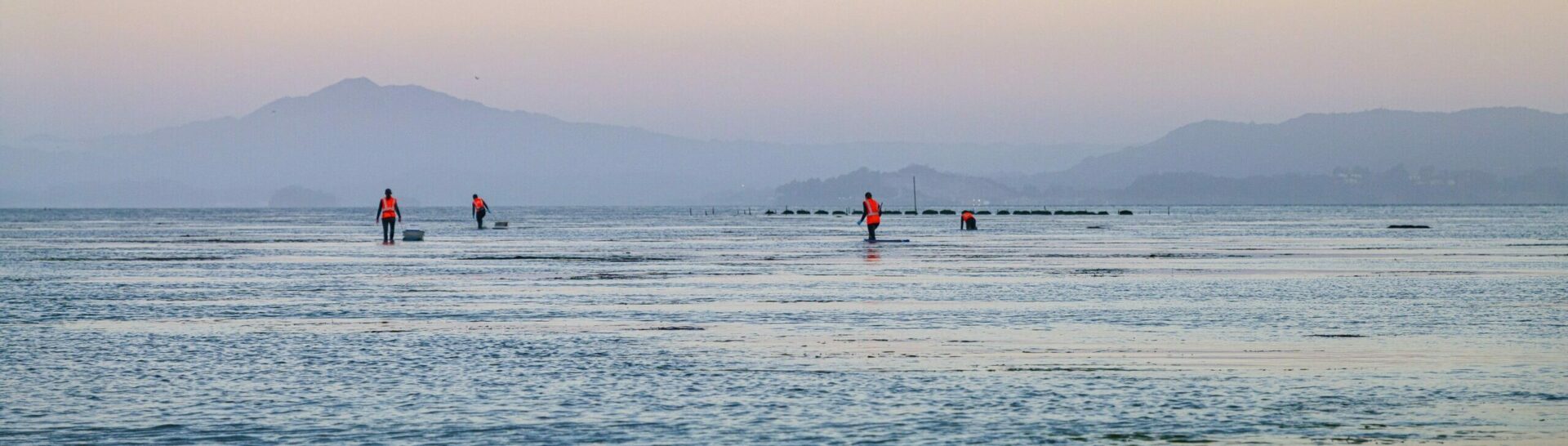 Nature-based infrastructure experiment at Giant Marsh, oyster reefs in distance. Photo: Jak Wonderly