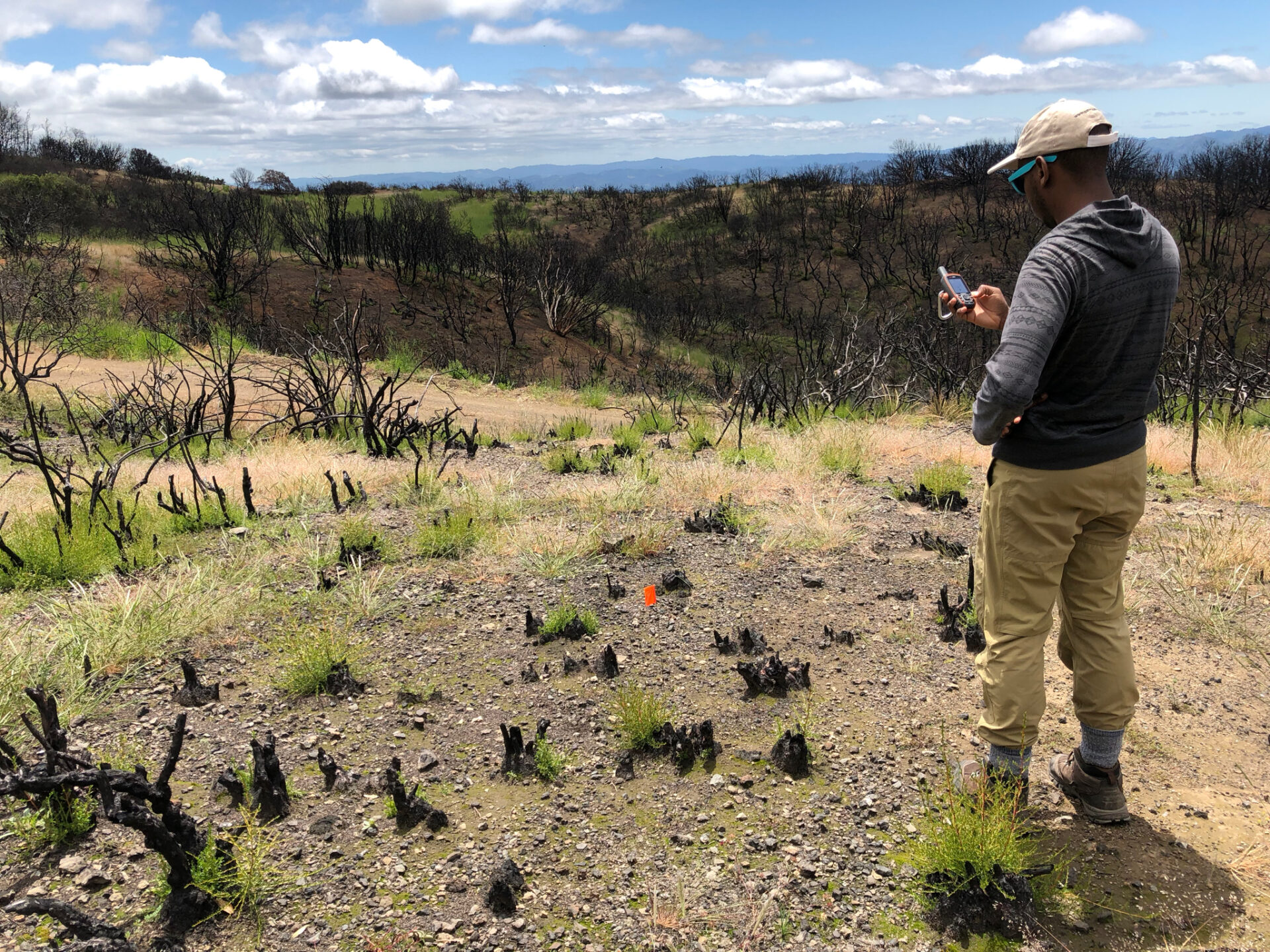 August 2023. Kendall Calhoun, a UC Berkeley PhD candidate, geo-locates patchy remaining habitat in the Hopland hills, where the Mendocino Complex mega-fire burned through in 2018. The good news, he finds, is that many mammals returning to the scene post-fire easily hone in on these patches. Photo: Adam Langton Burnell.