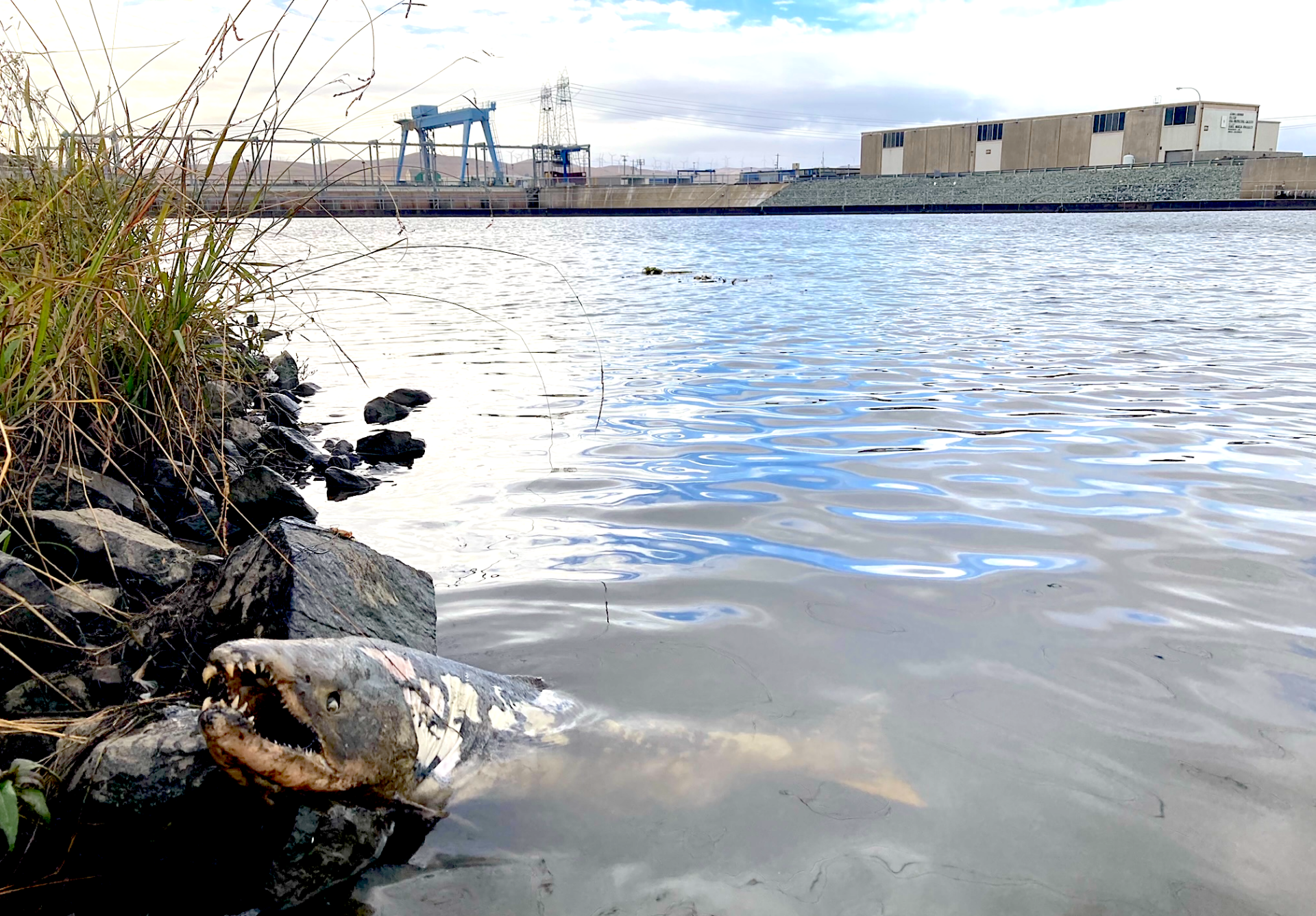 December 2023 This adult Chinook salmon, pictured on December 6, got stuck at the fish collection facility at the state water project’s export pumps before it could spawn. Salmon -- so long prevented from migrating to their historic natal streams by California’s dams and diversions — are like a metaphor for our own fragility in the face of climate change and sea level rise. So much hard infrastructure in the way of migration and adaptation. Photo courtesy protected source.