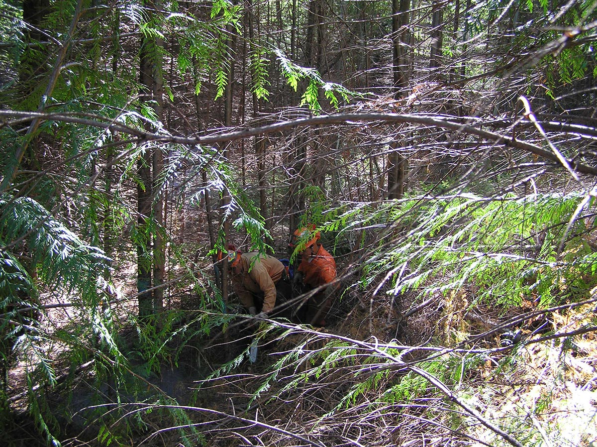 Bigfoot in the redwoods - Save the Redwoods League