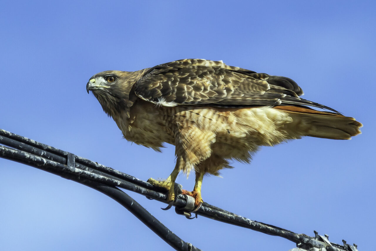 Red-tailed hawk perched on wire.
