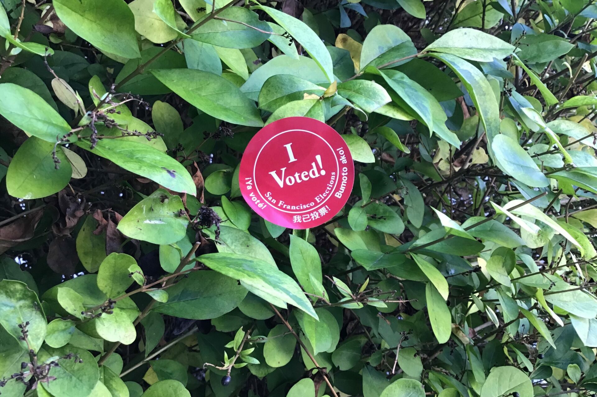 Red San Francisco "I voted" sticker on green leafy bush.