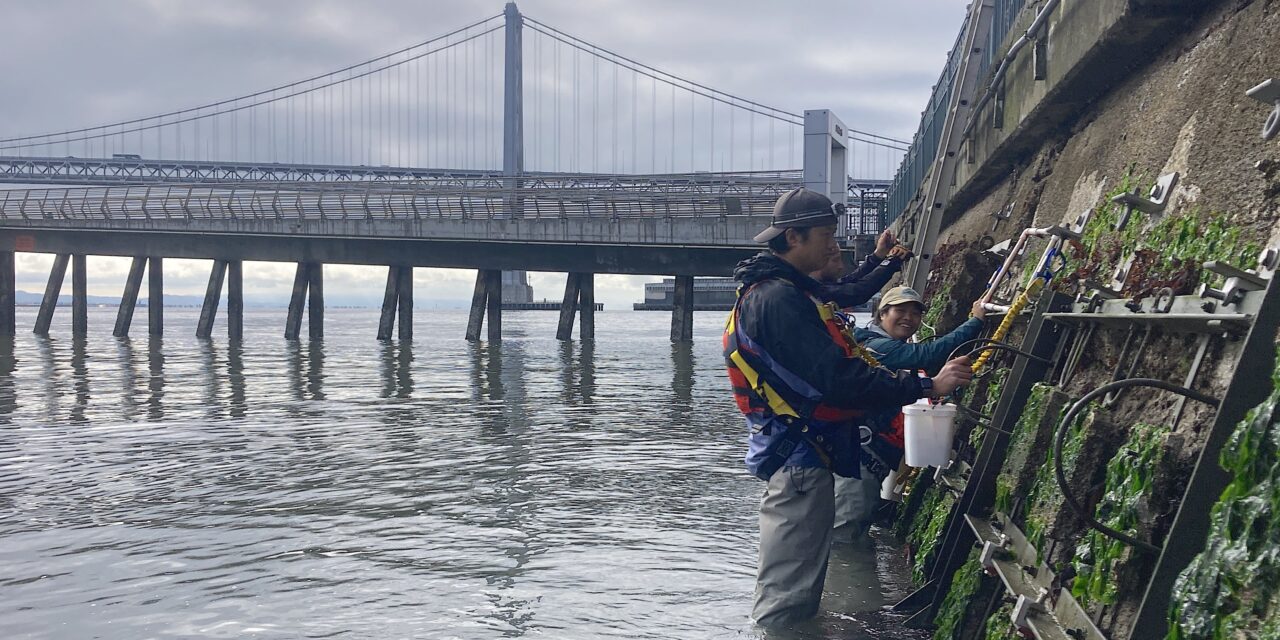 Ecologist Andrew Chang and biological tech Jessika De Jesus sample new seawall tiles this August. Photo: Corryn Knapp, SERC/SFSU.