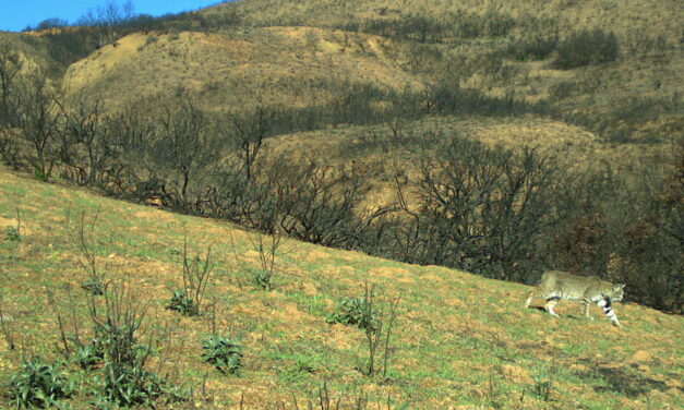 Wildlife Rolls With Wildfire