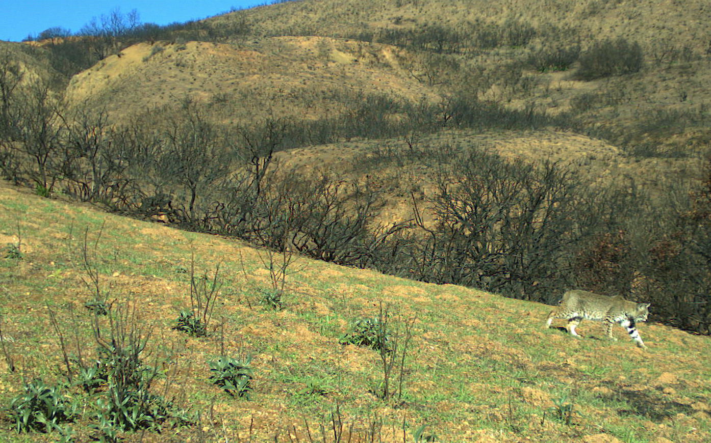 Bobcat in Hopland fire burn area in December 2018. Photo: Reconyx.