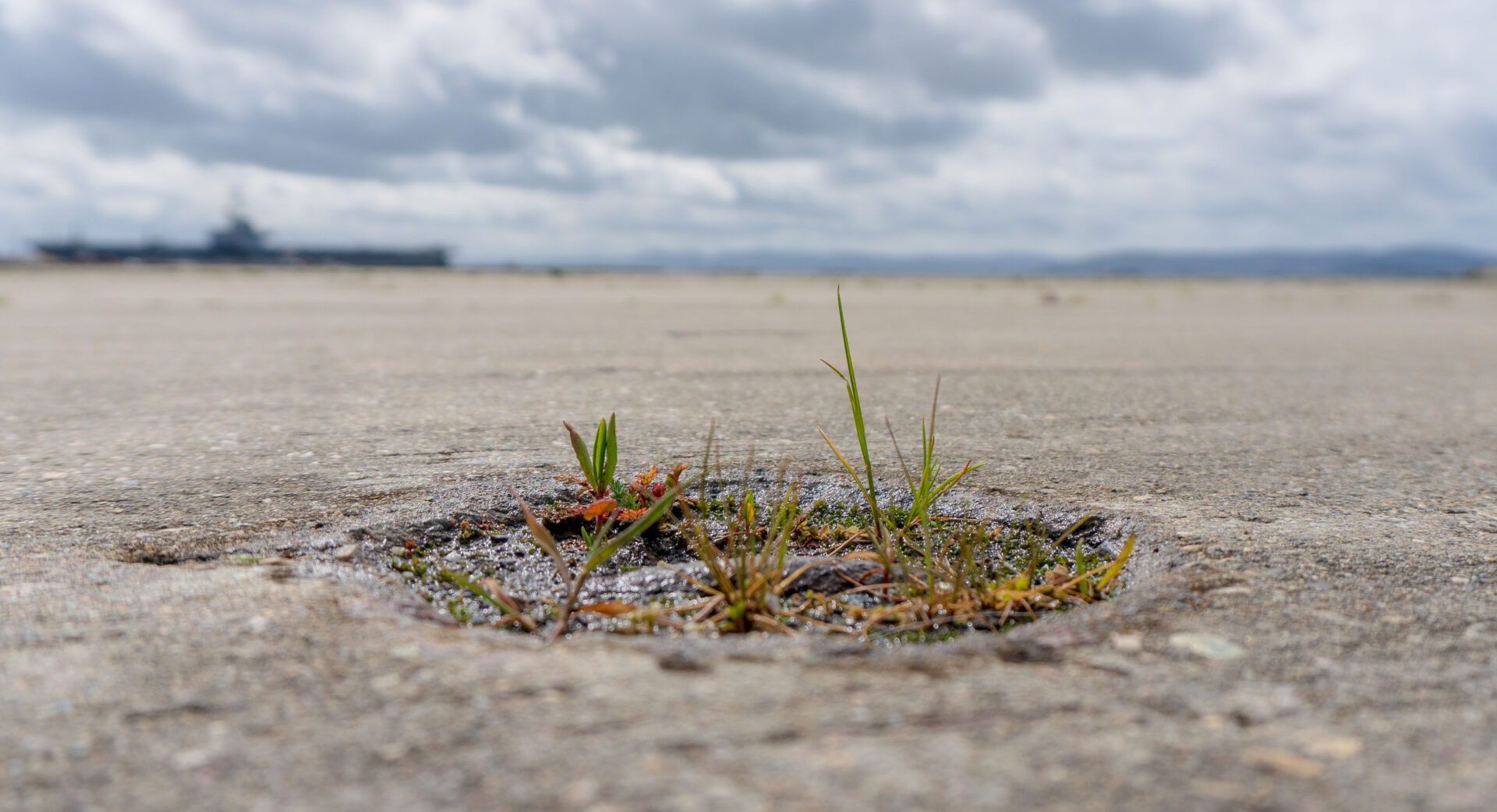 March 2024 Plans to “de-pave” an area of Alameda Naval Air station the size of nine football fields are gaining ground. In its place, planners envision a return to wetlands and stations for observing and interacting with nature. Here photographer Emily Harwitz captures nature’s resilience even as the specter of the military-industrial machine looms on the horizon. Life finds a way.