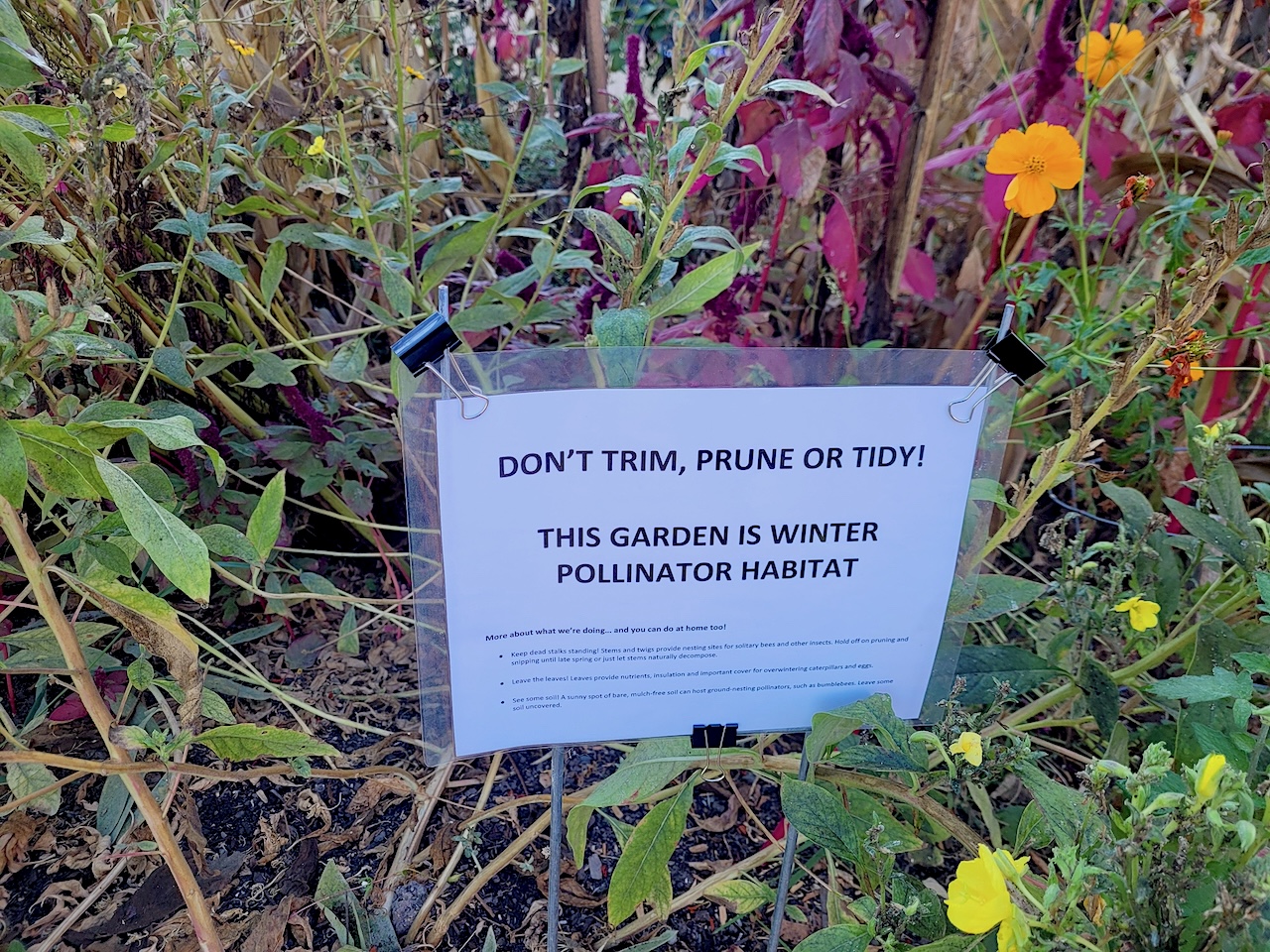 Sign in a garden surrounded by plants and flowers that reads: 'Don't trim, prune or tidy! This garden is winter pollinator habitat.'