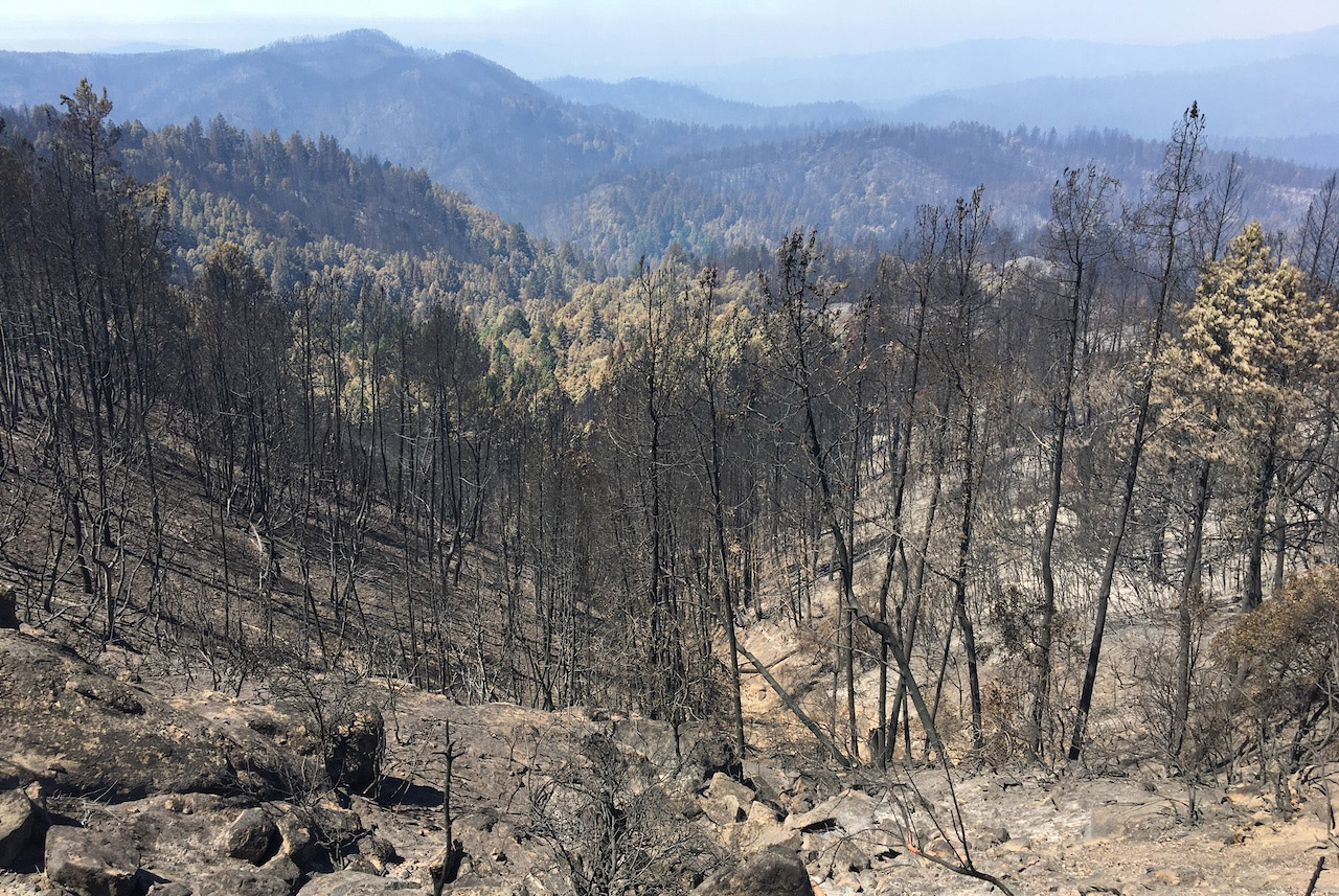 Damage from the CZU Fire in Big Basin State Park. Damage from the CZU Fire in Big Basin State Park. Photo: California State Parks