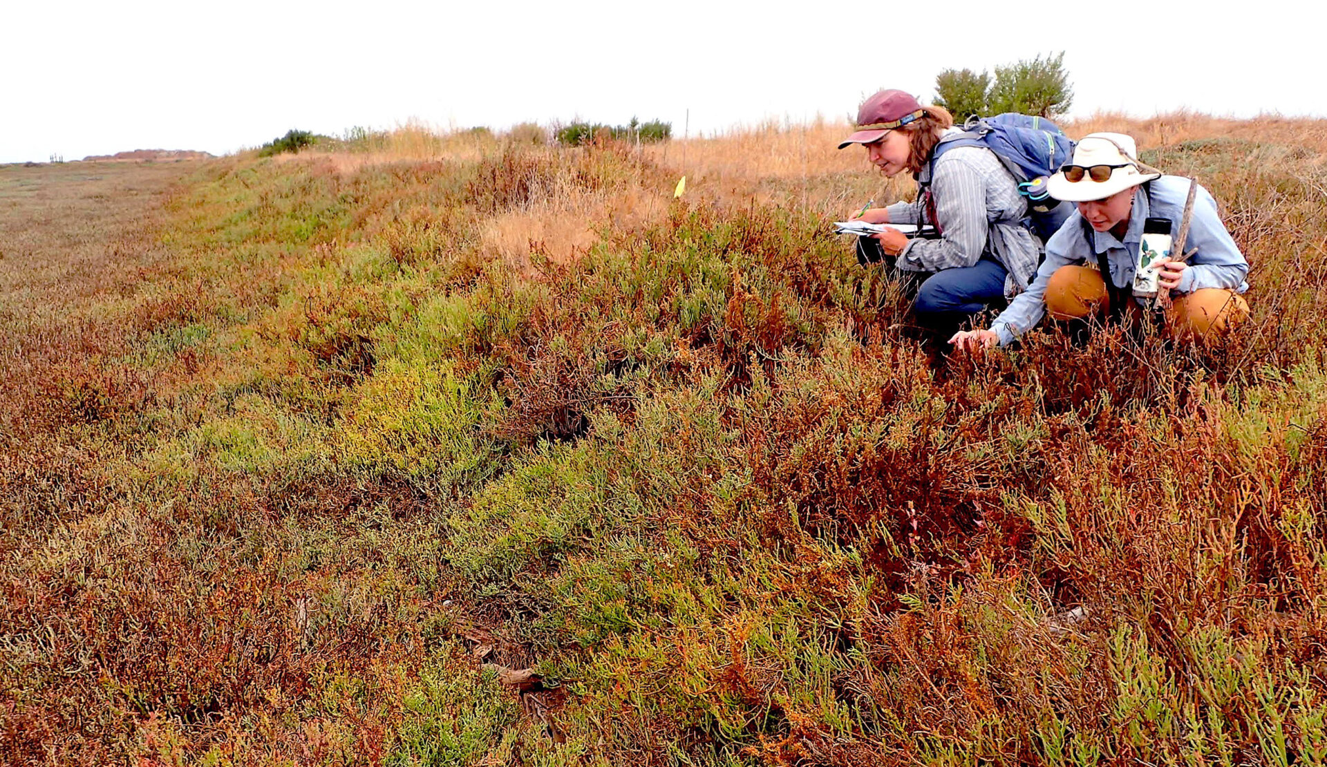 Jemma Williams (SFEI) and Emma Sevier (Joint Venture) take samples in the pickleweed at a Cargill marsh. Jemma Williams (SFEI) and Emma Sevier (Joint Venture) take samples in the pickleweed at a Cargill marsh. Photo: SFEI