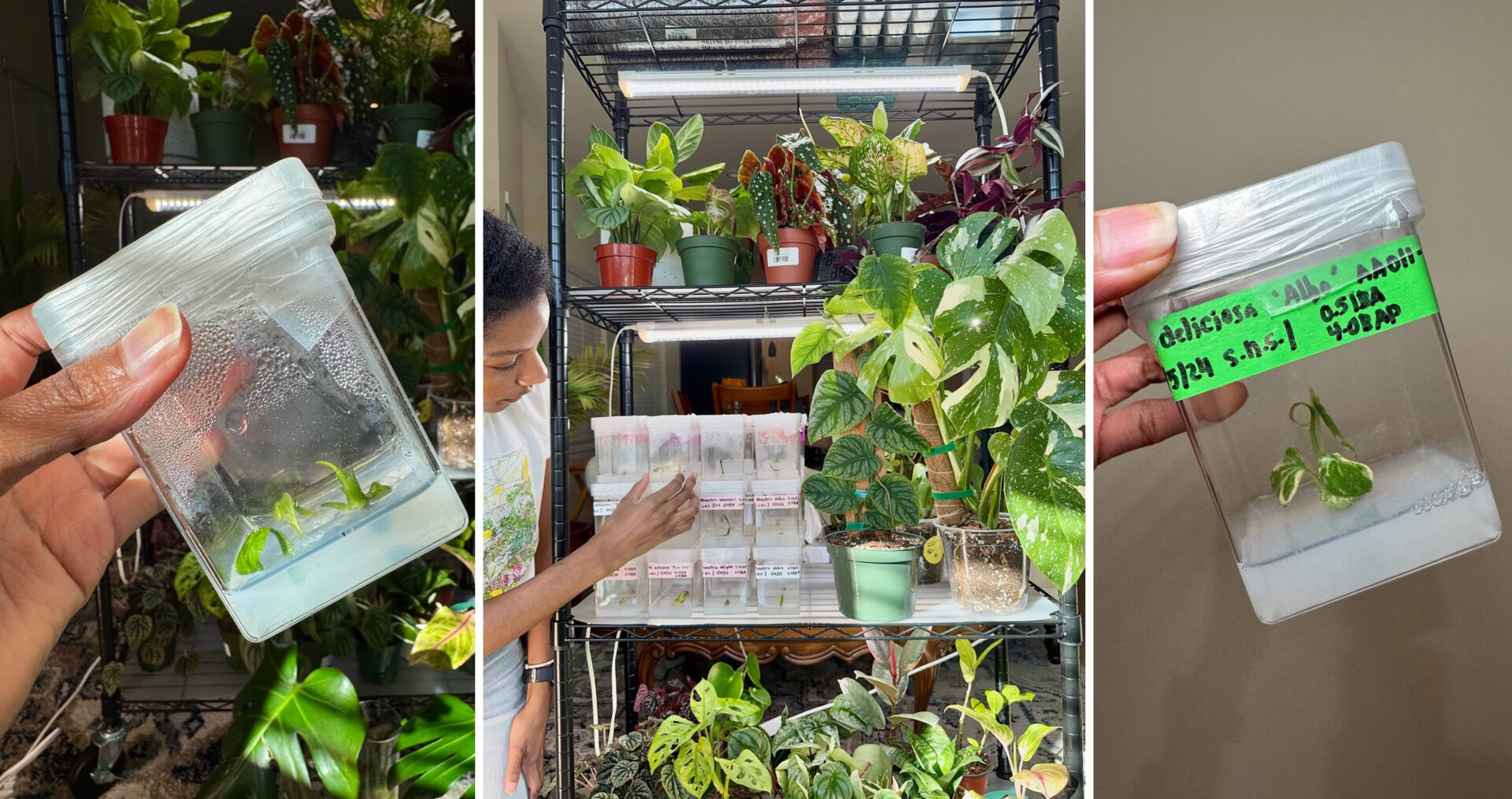 Plantlets grow in a bed of nutrient-rich gel. Photo courtesy of Jasmine Neal]