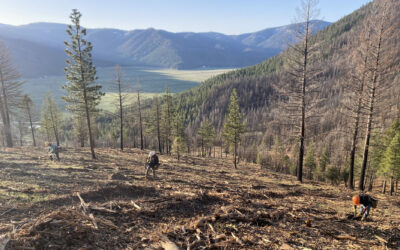 Federal Funding Flip-Flops Stop Work on California Forest Safety and Working Lands Projects