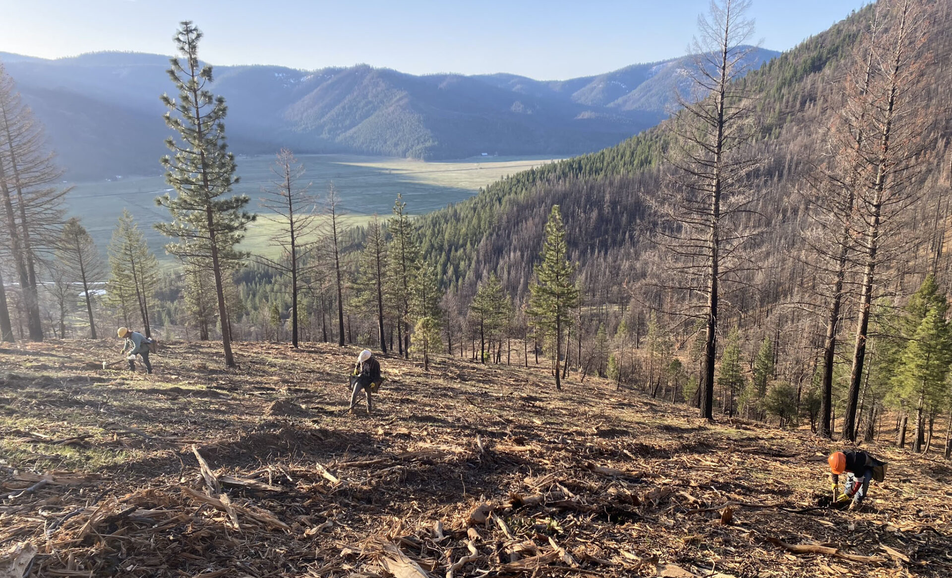 Three workers replant on a mostly-empty piece of ground with forest behind them.