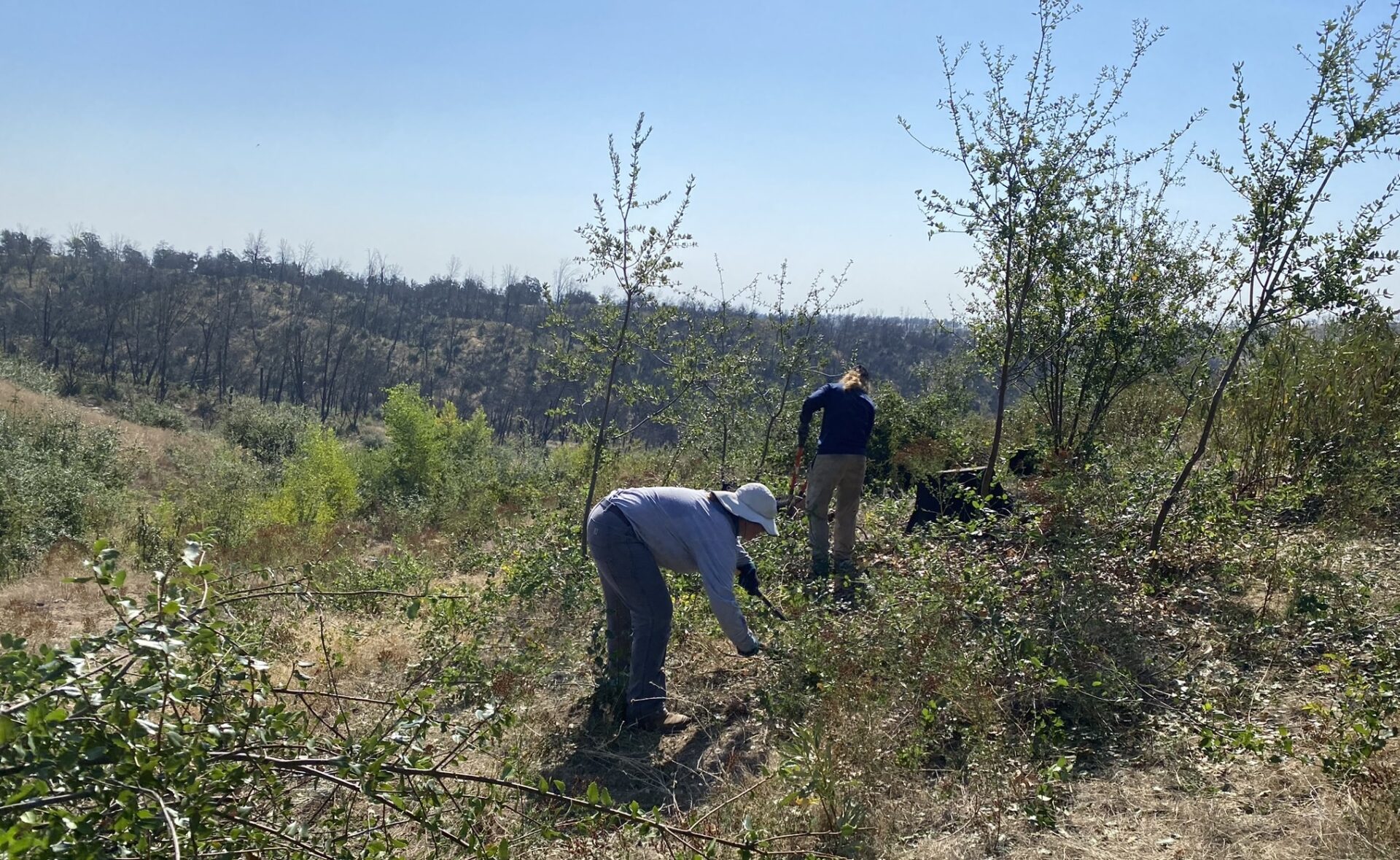 Pruning oak shoots Crealock and McCarthy at a local stable near Fairfax, where beloved horses remain at risk in a fast-moving fire.