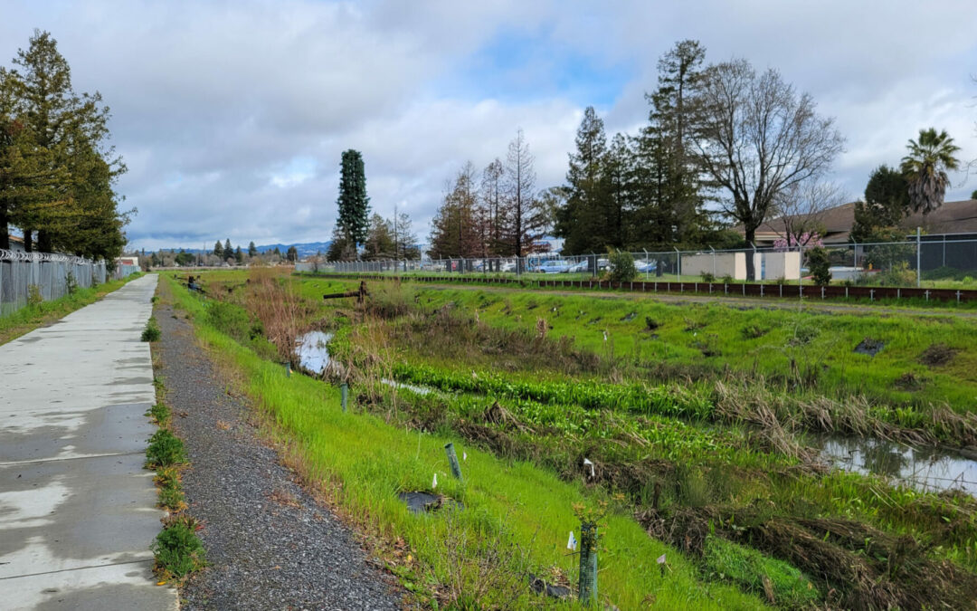 Can Colgan Creek Do It All? Santa Rosa Reimagines Flood Control