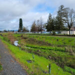 Can Colgan Creek Do It All? Santa Rosa Reimagines Flood Control