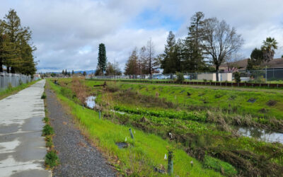 Can Colgan Creek Do It All? Santa Rosa Reimagines Flood Control