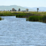 Suisun Marsh, a Zone of Potential in a Sinking Ecosystem