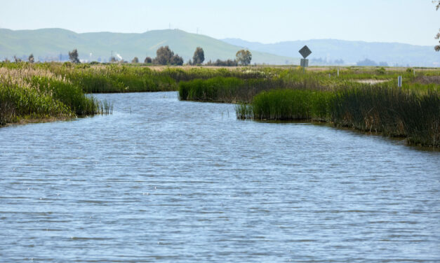 Suisun Marsh, a Zone of Potential in a Sinking Ecosystem