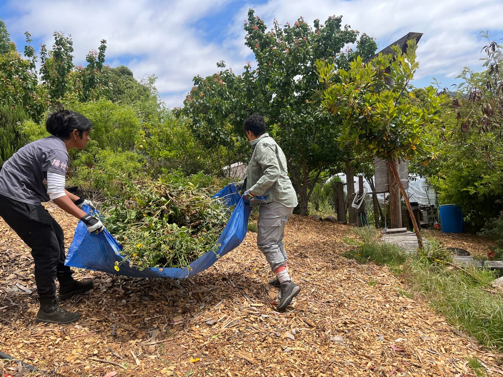 Volunteers carry a layer of green calendula. 