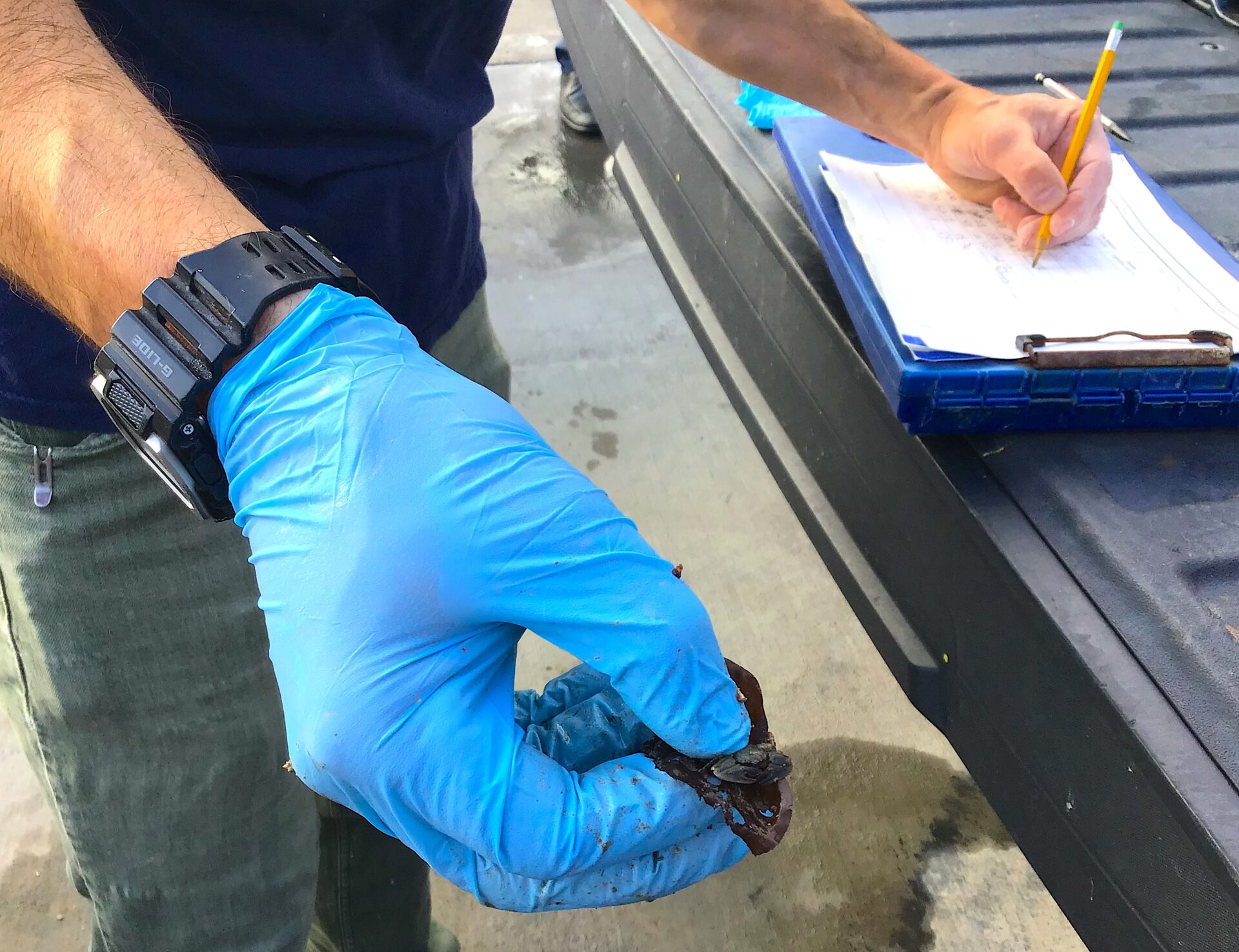 Jeff Blumenthal holds porcelain crab from living seawall project.