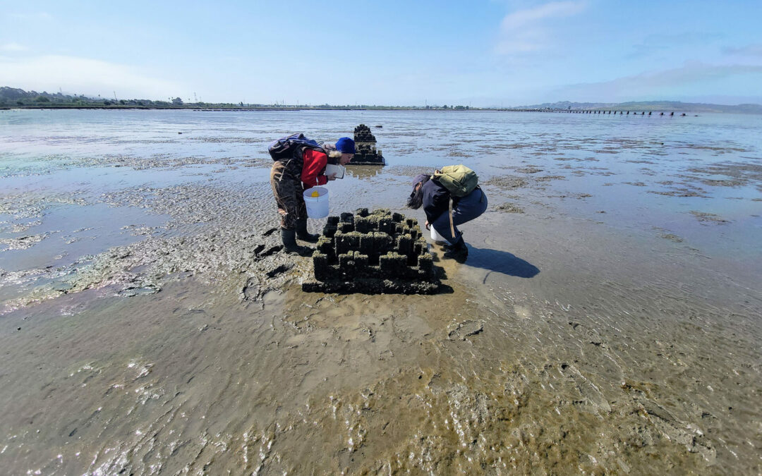 A Living Shoreline, Built One Oyster at a Time