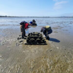 A Living Shoreline, Built One Oyster at a Time