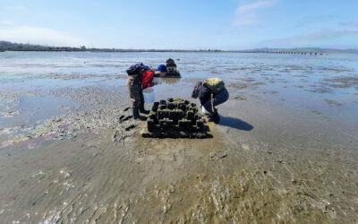 A Living Shoreline, Built One Oyster at a Time