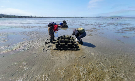 A Living Shoreline, Built One Oyster at a Time