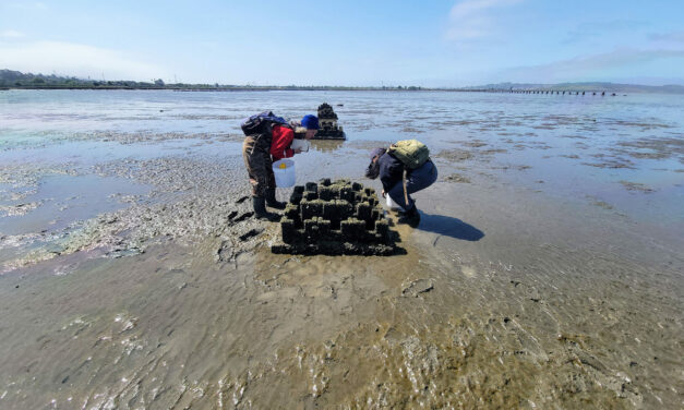 A Living Shoreline, Built One Oyster at a Time