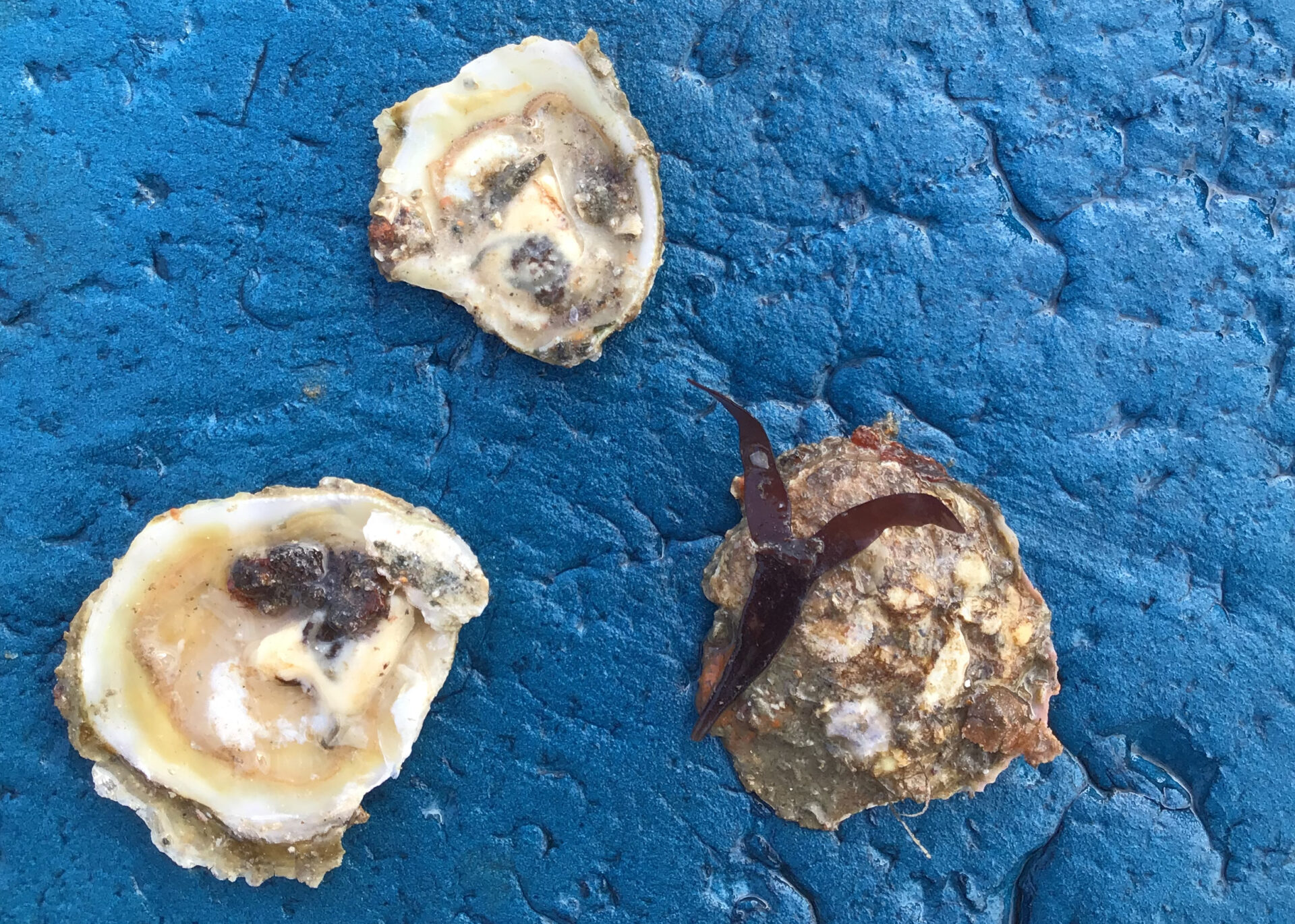 Native olympia oyster removed from one of the seawall tiles, on a kickboard. Photo: Ariel Okamoto