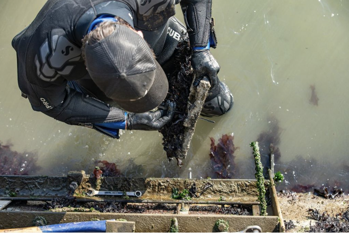 Removing living seawall tiles by Arianna Cunha, Port of San Francisco.