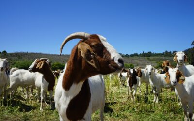 The Rancher Using Goats to Fight California Wildfires