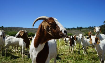 The Rancher Using Goats to Fight California Wildfires