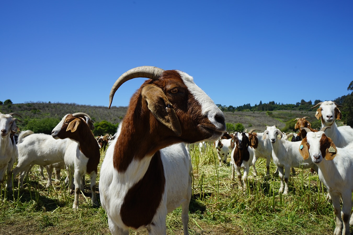 Many goats stand in a field