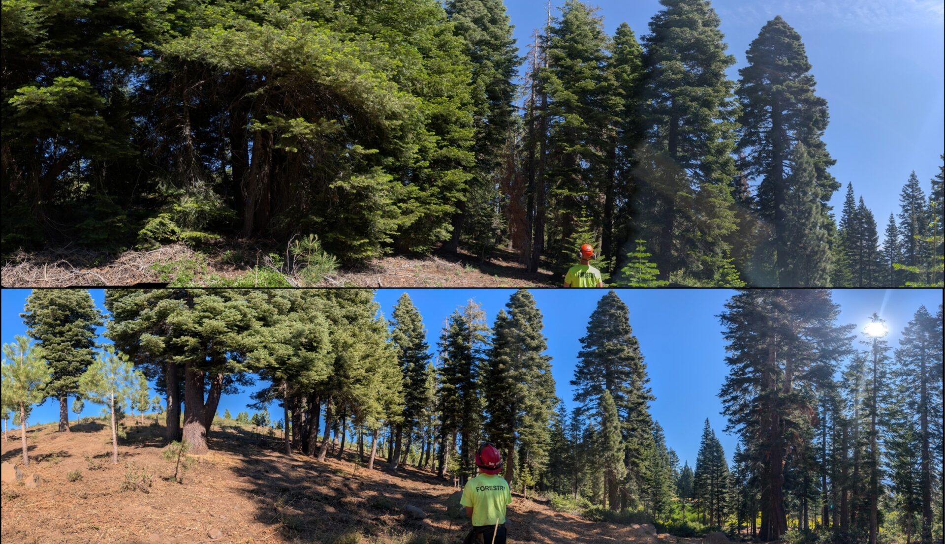Fuel clearing in the Tahoe-Donner area. Photo: Brandon Huttenlocher