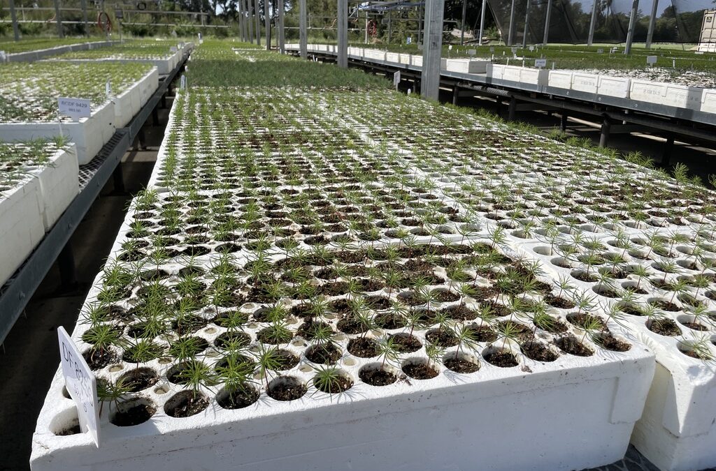 Reforesting a Fiery, Warming World