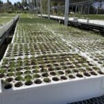 Reforesting a Fiery, Warming World