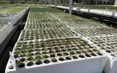 Reforesting a Fiery, Warming World