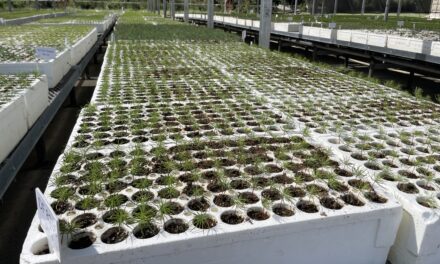 Reforesting a Fiery, Warming World