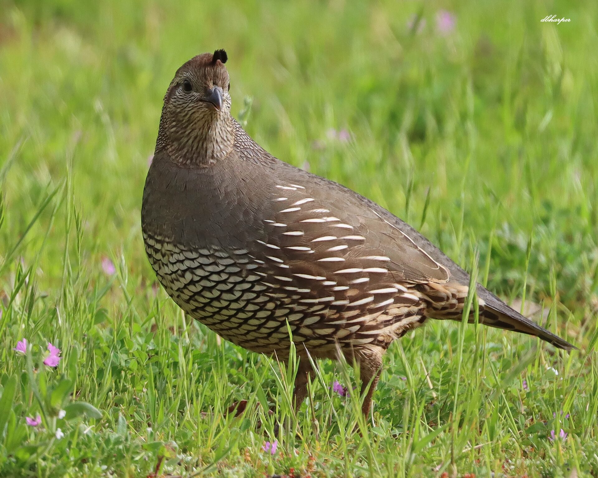 California Quail