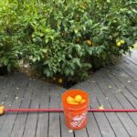 Backyard Harvests Reduce Waste