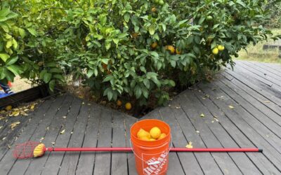Backyard Harvests Reduce Waste