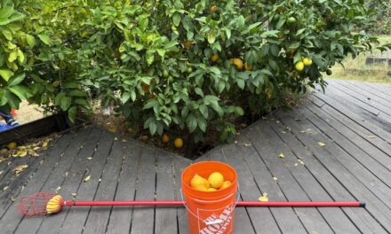 Backyard Harvests Reduce Waste