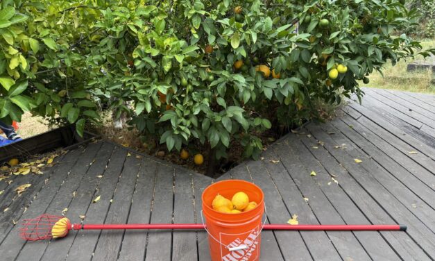 Backyard Harvests Reduce Waste