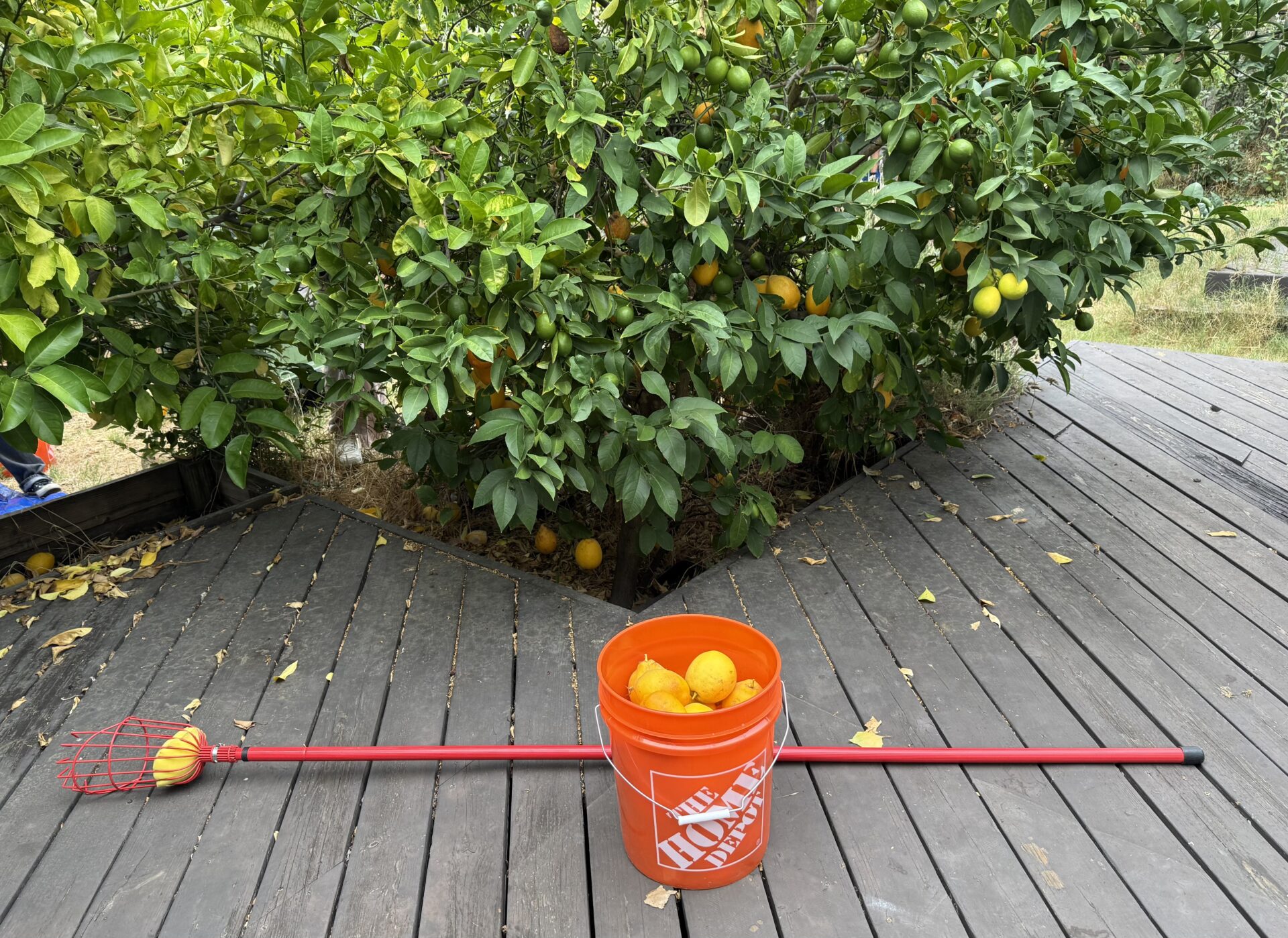 A Home Depot buckut full of lemons harvested from a backyard tree