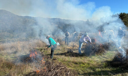 Learning the Art of Burning to Prevent Wildfire