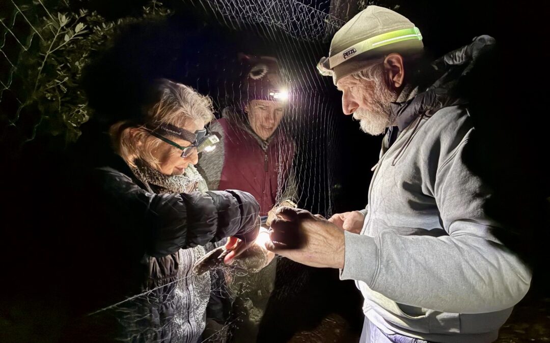 Volunteers Catch and Release Tiny Owls For Science