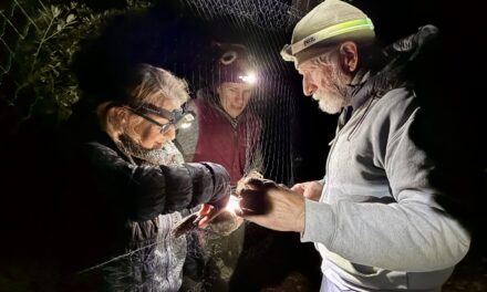 Volunteers Catch and Release Tiny Owls For Science
