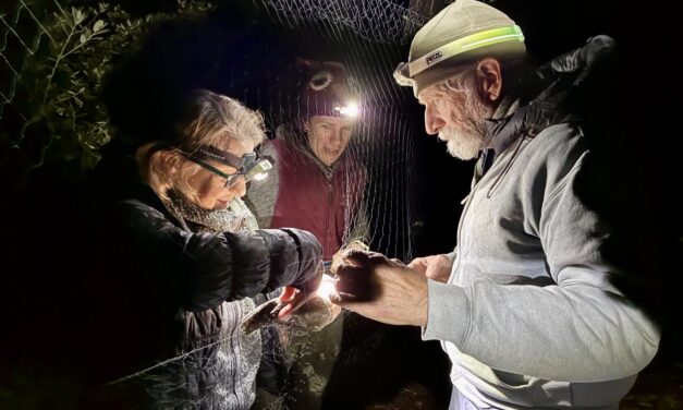 Volunteers Catch and Release Tiny Owls For Science