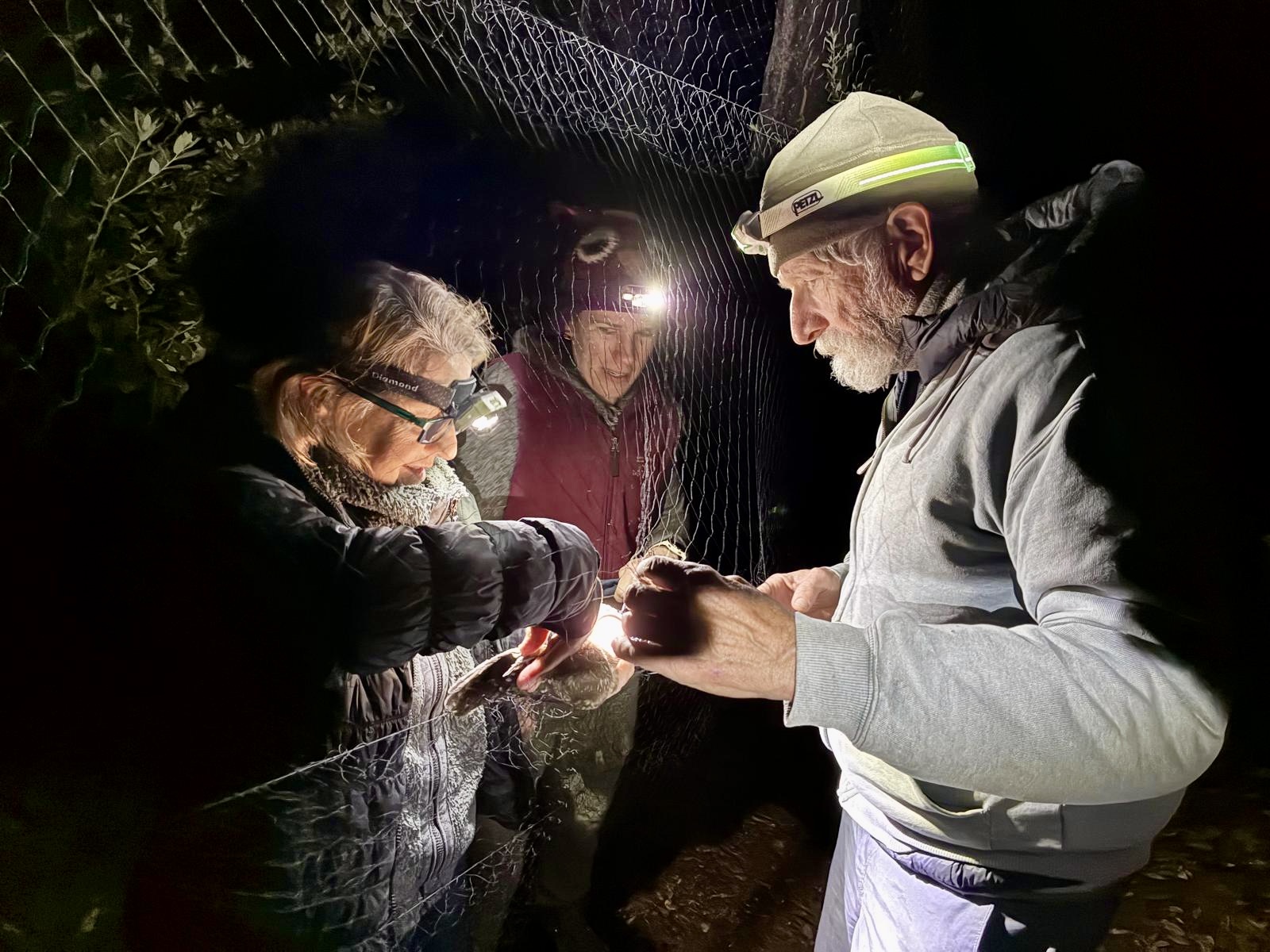 Three volunteers in coats and headlamps untangle an owl from a net